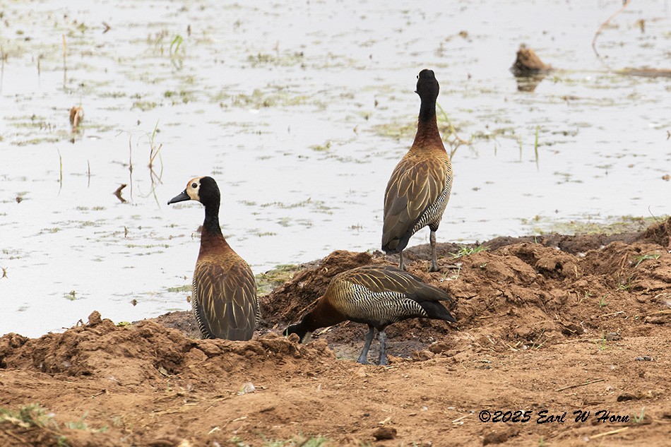 White-faced Whistling-Duck - ML646905498