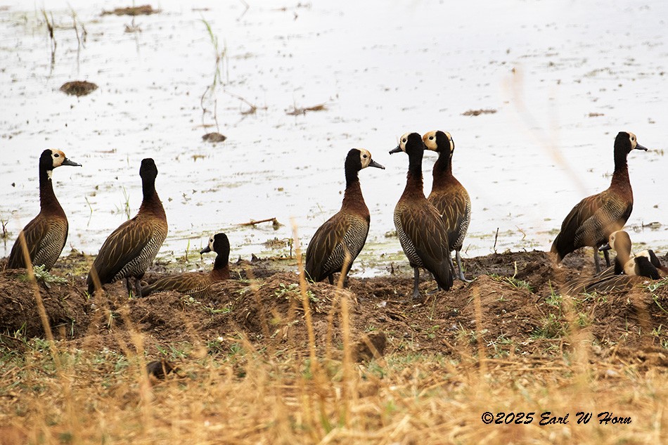 White-faced Whistling-Duck - ML646905499