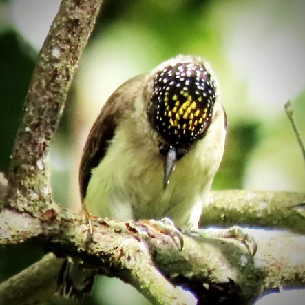 Grayish Piculet - ML646905505