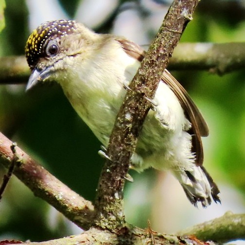 Grayish Piculet - ML646905506