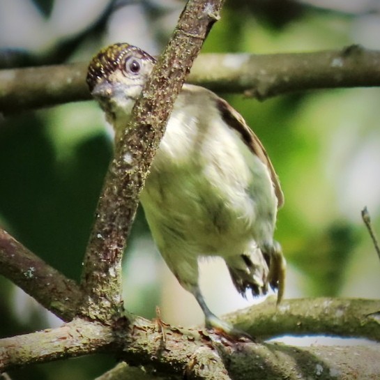 Grayish Piculet - ML646905507