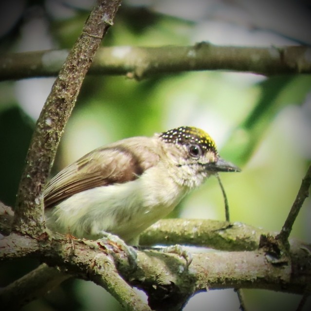 Grayish Piculet - ML646905508