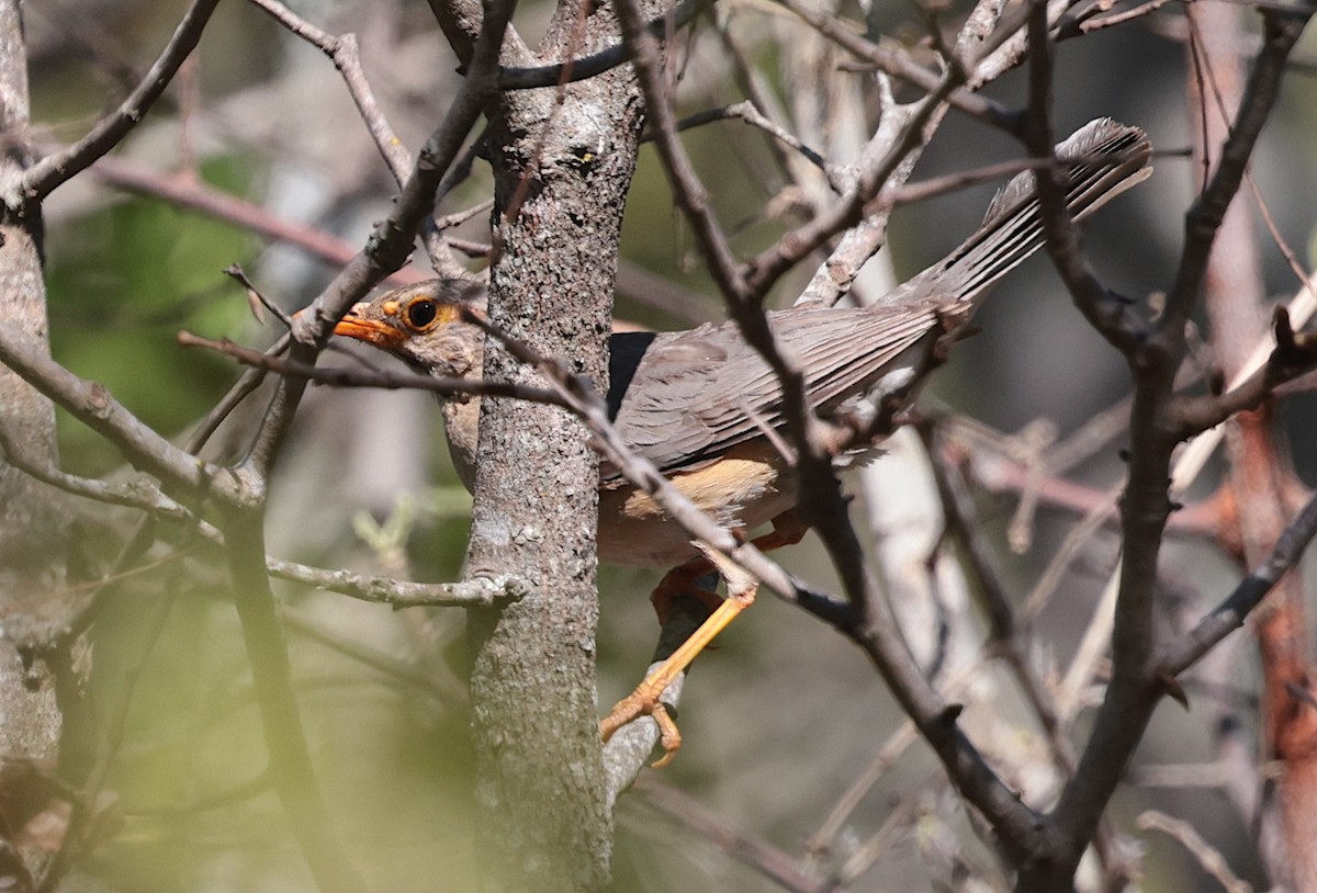 rødflanketrost - ML646905510