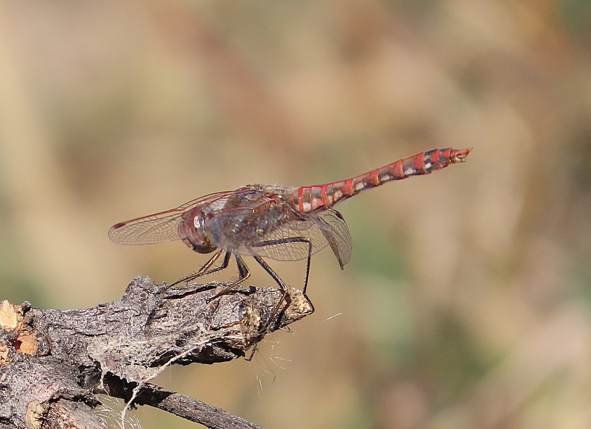 Variegated Meadowhawk - ML646905511