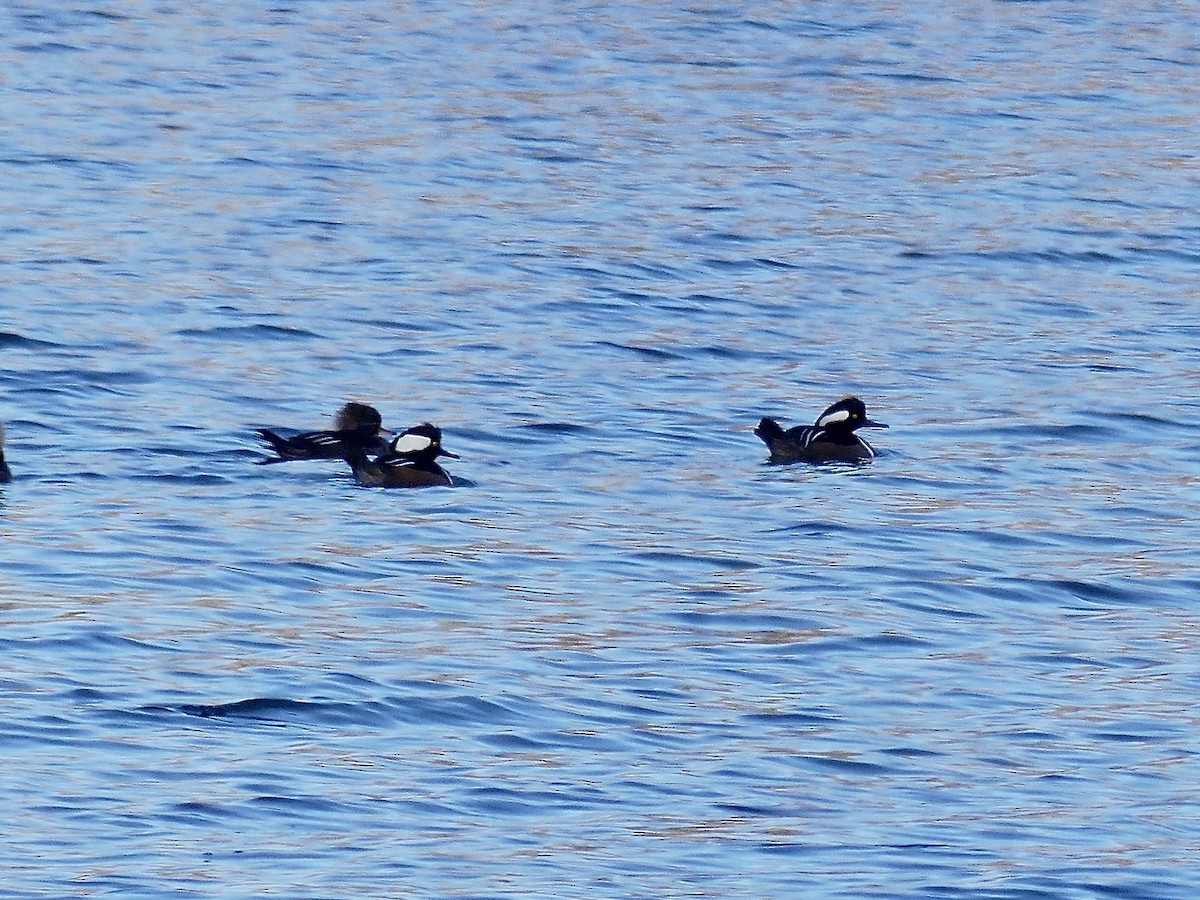 Hooded Merganser - ML646905527