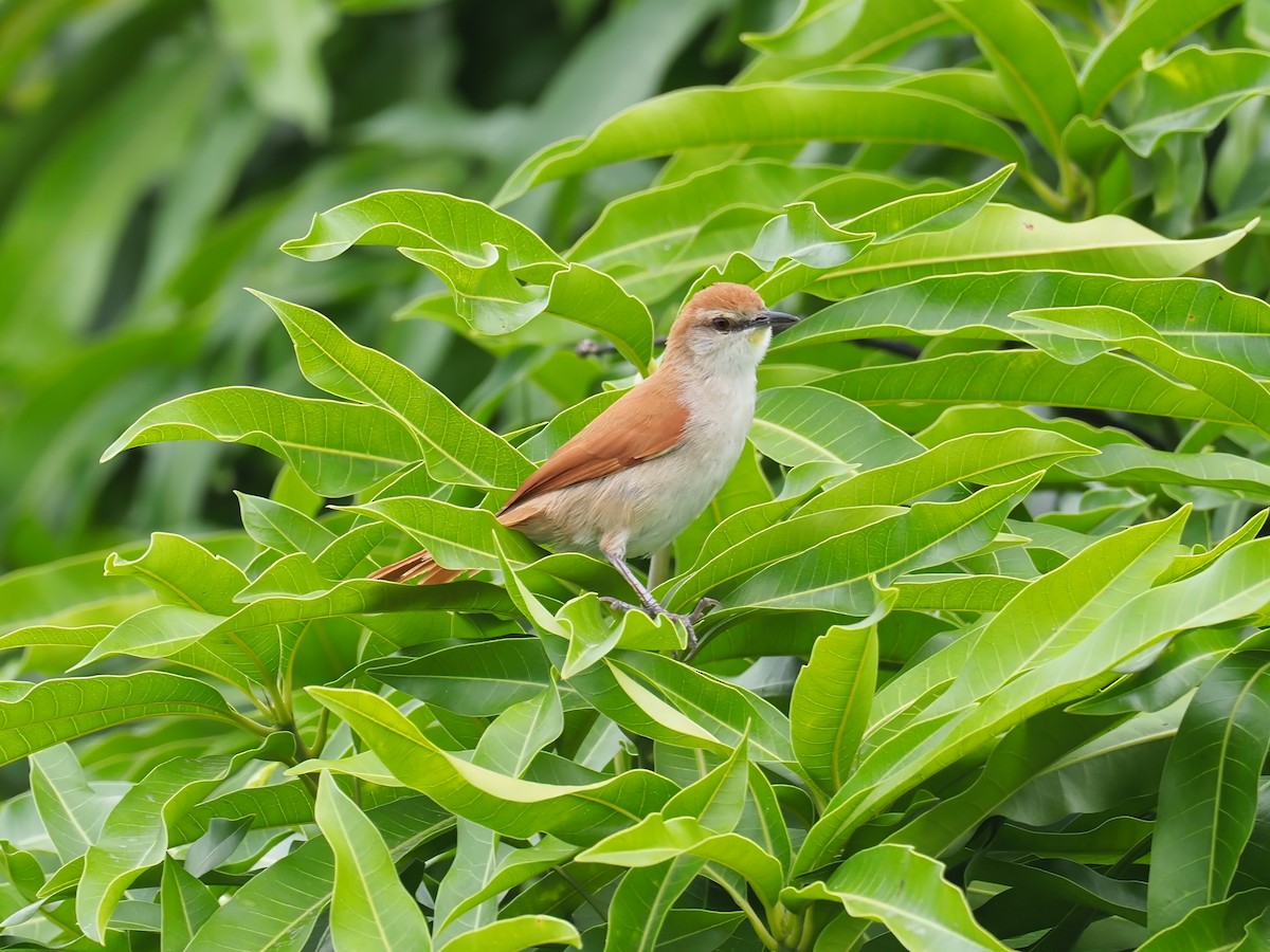Yellow-chinned Spinetail - ML646905528