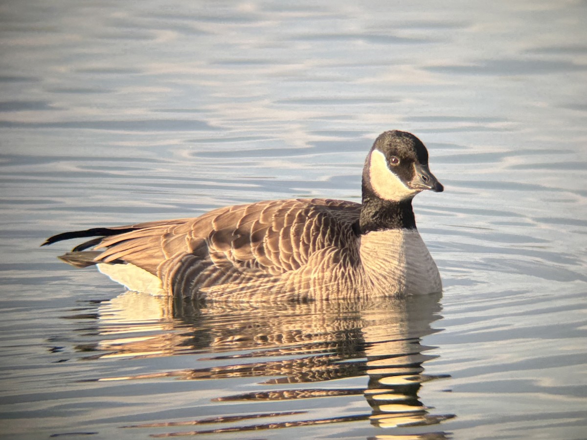 Cackling Goose (Richardson's) - ML646905529