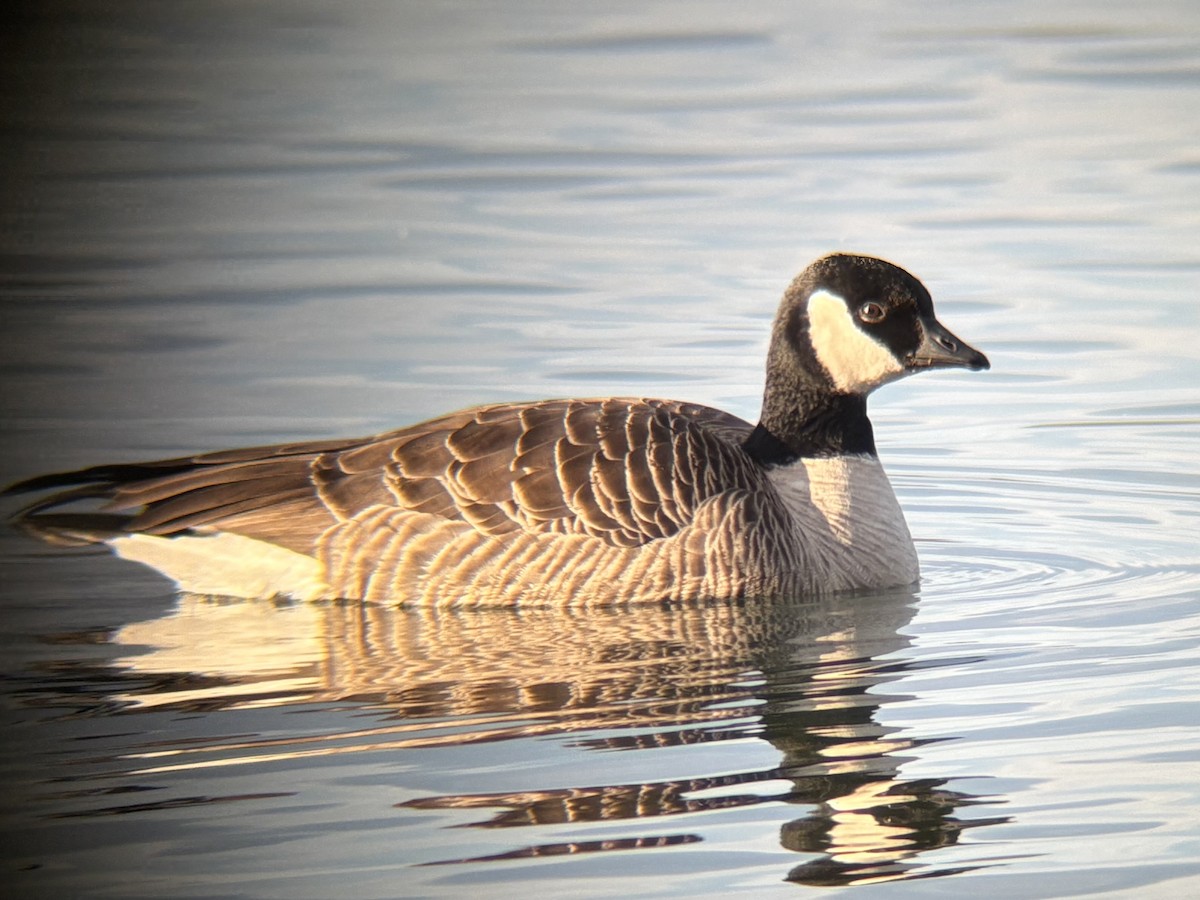 Barnacla Canadiense Chica - ML646905530