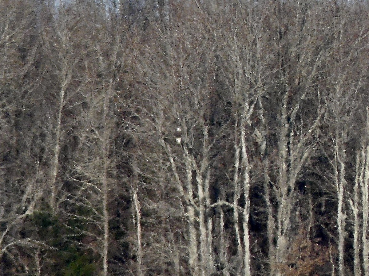 Pigargo Americano - ML646905532