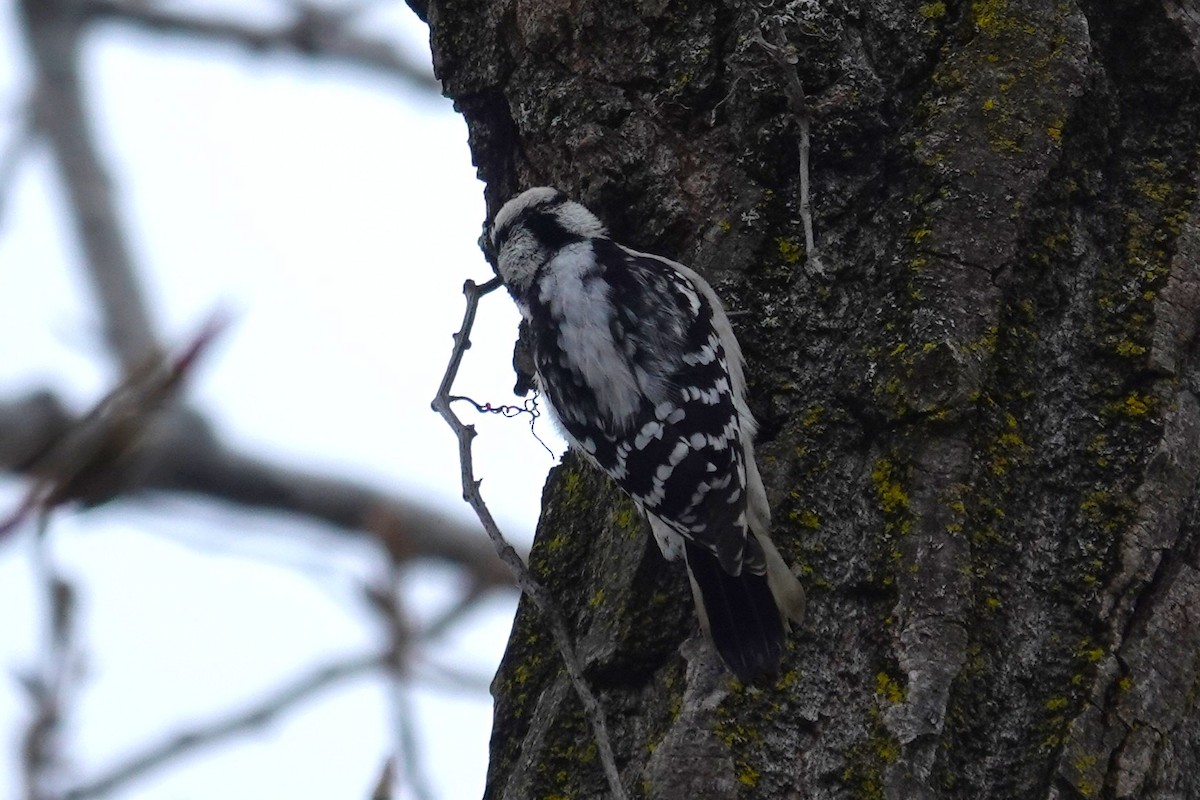 Pico Pubescente - ML646905533