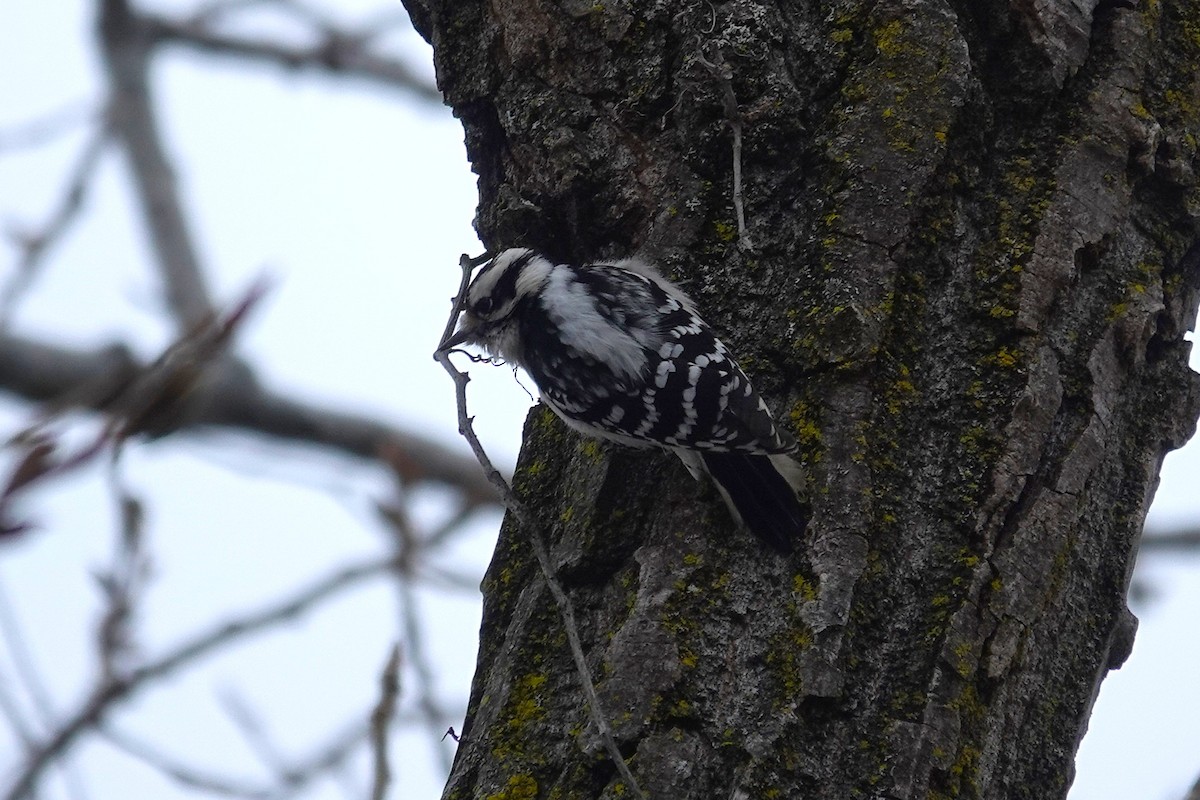 Pico Pubescente - ML646905534