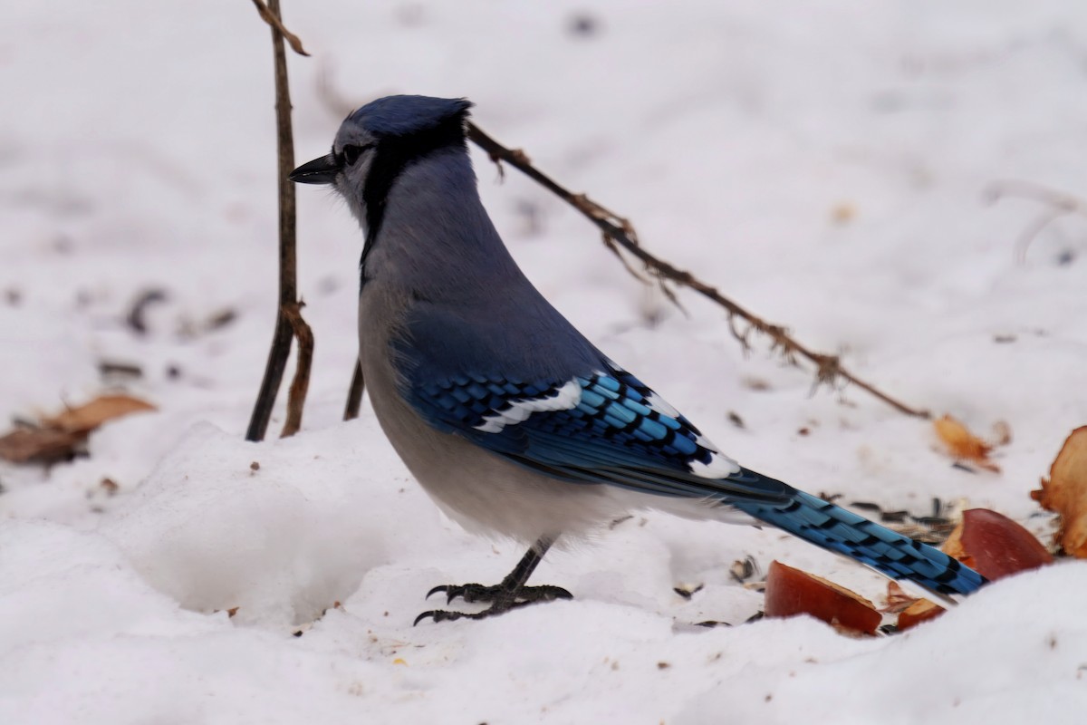 Chara Azul - ML646905536