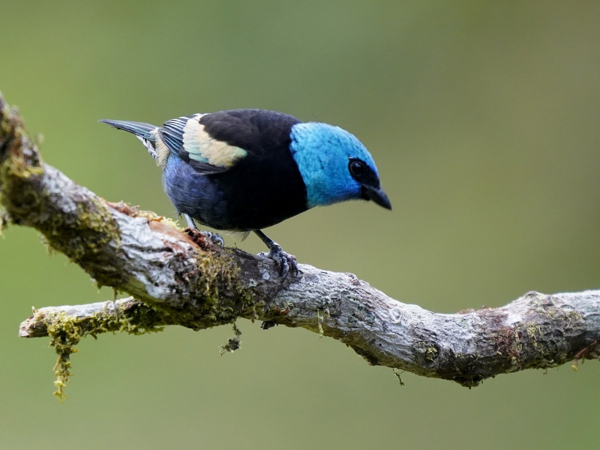 Tangara Cabeciazul - ML646905537