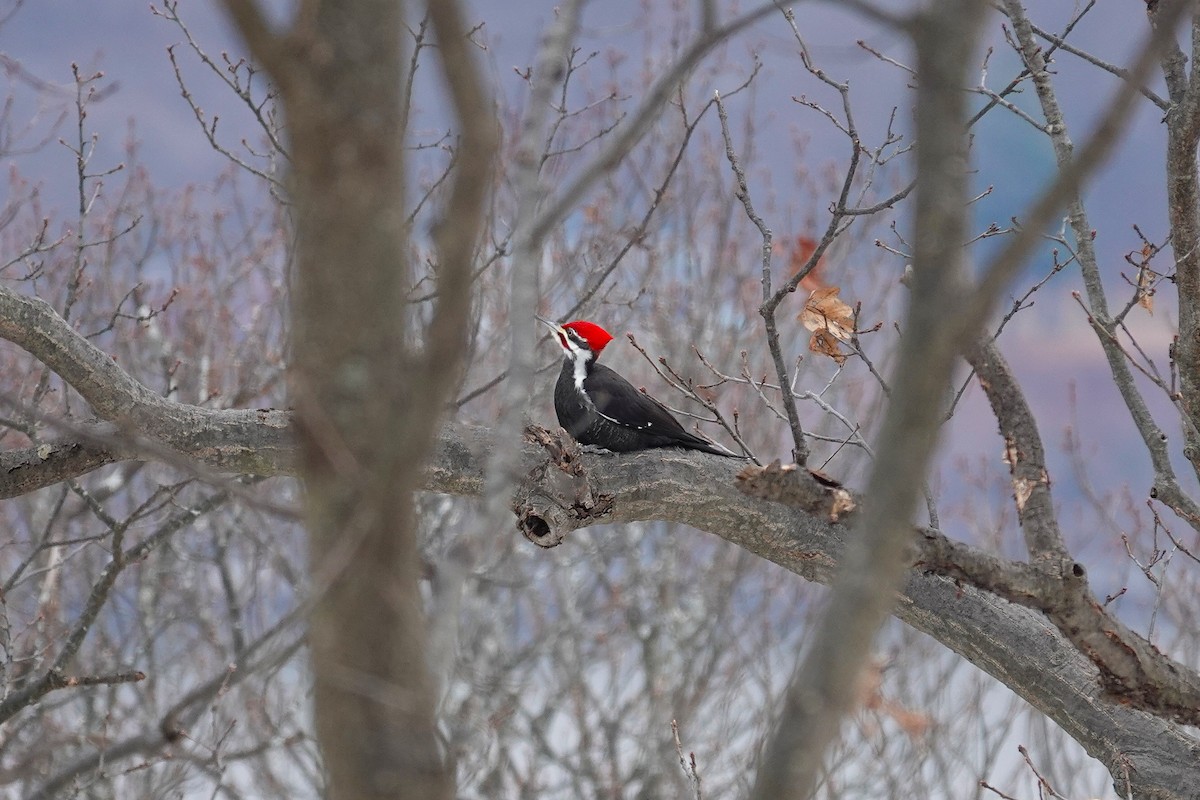 Picamaderos Norteamericano - ML646905538