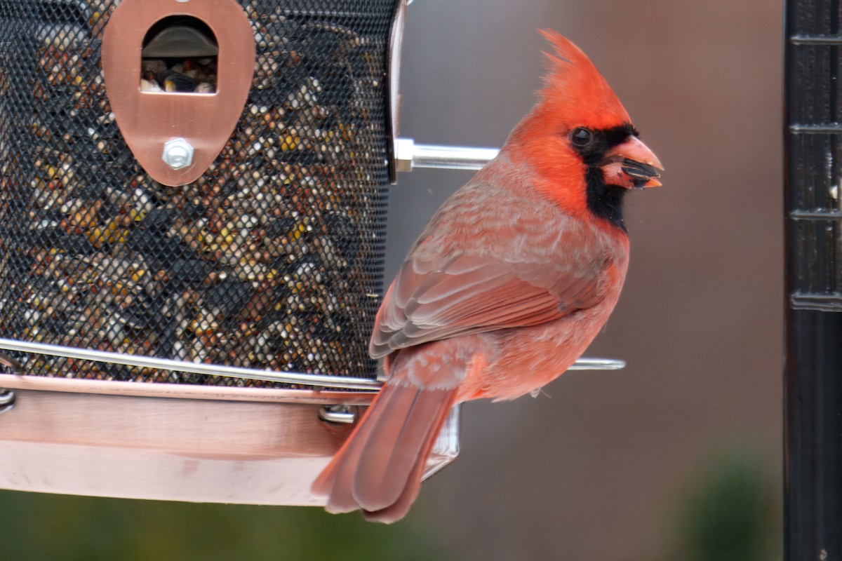 Cardenal Norteño - ML646905539