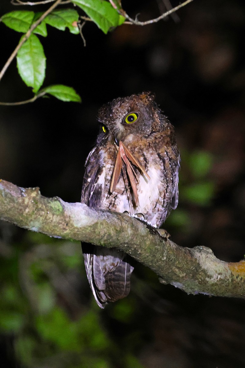 Madagascar Scops-Owl (Rainforest) - ML646905540