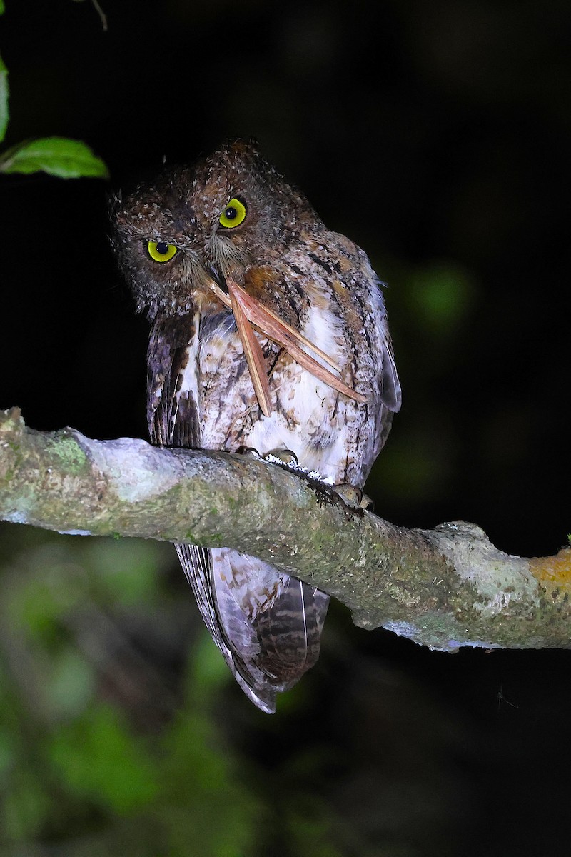 Madagascar Scops-Owl (Rainforest) - ML646905541