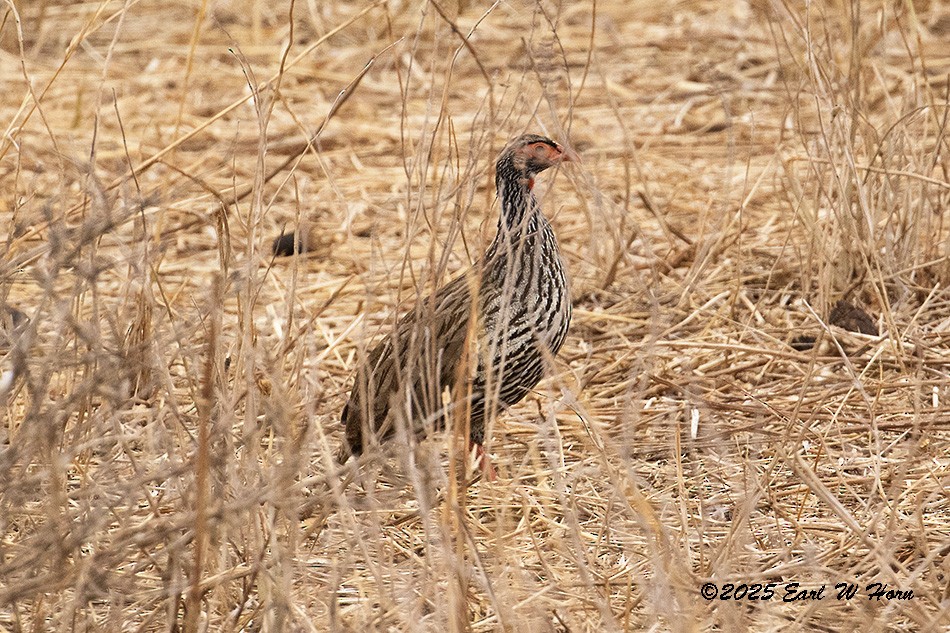 Francolín Gorjirrojo - ML646905543