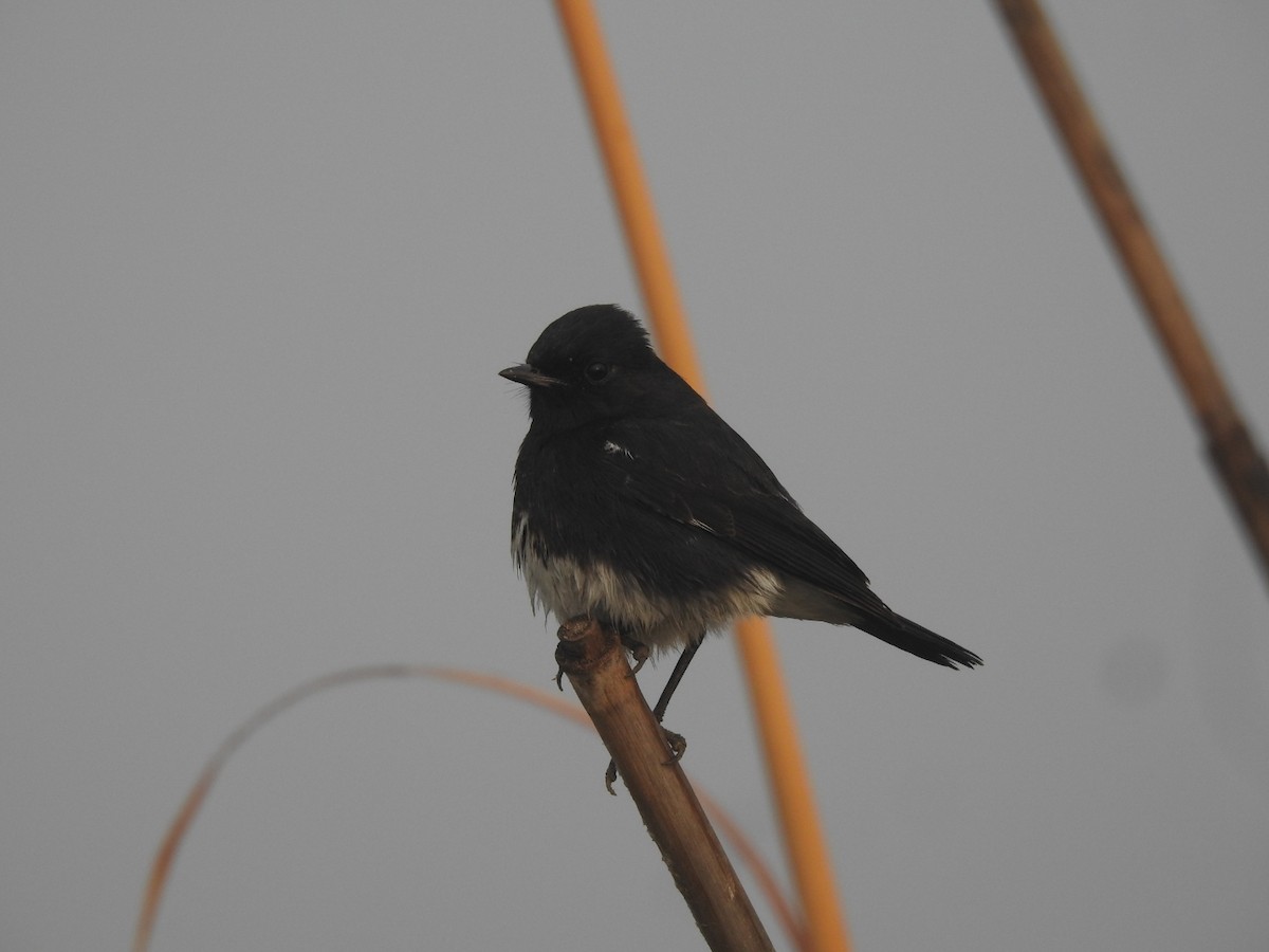 Tarabilla Pía - ML646905545