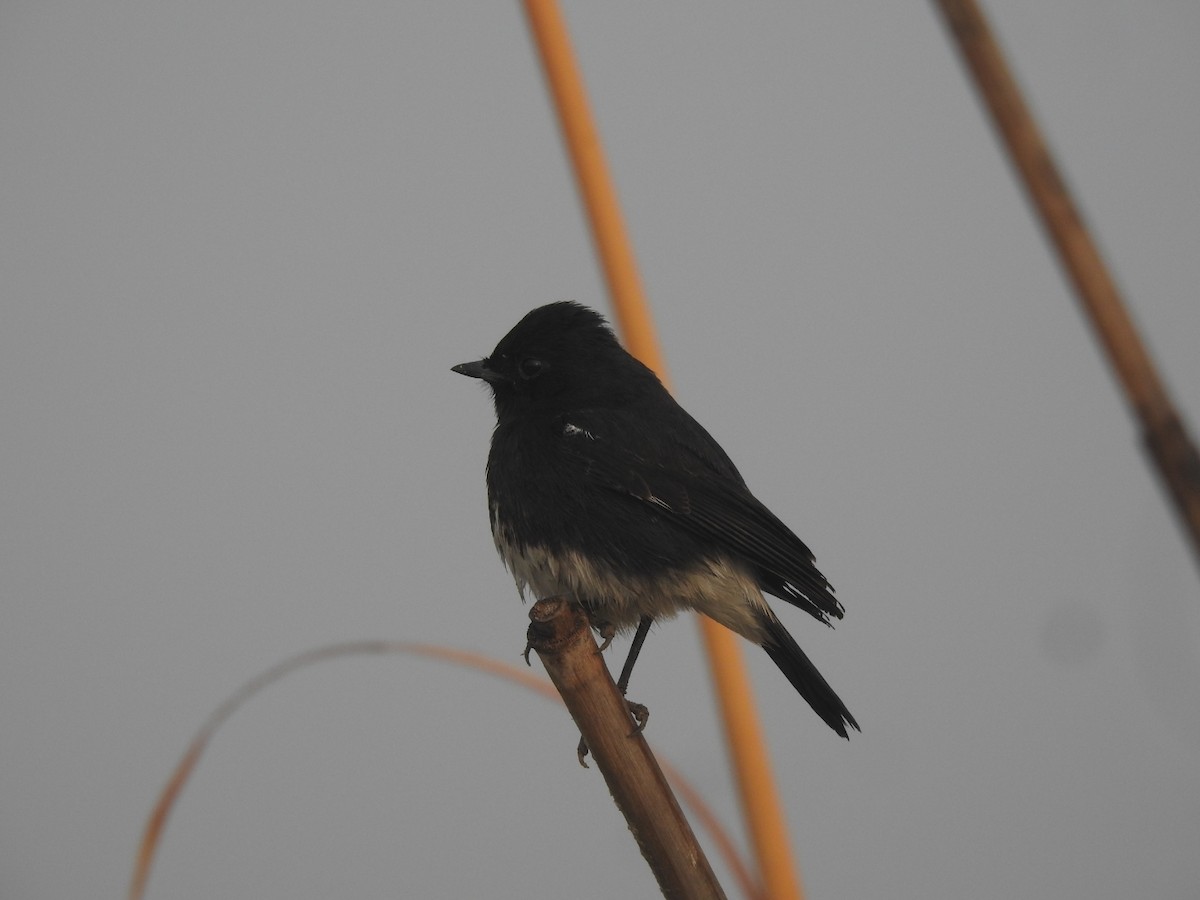 Tarabilla Pía - ML646905546