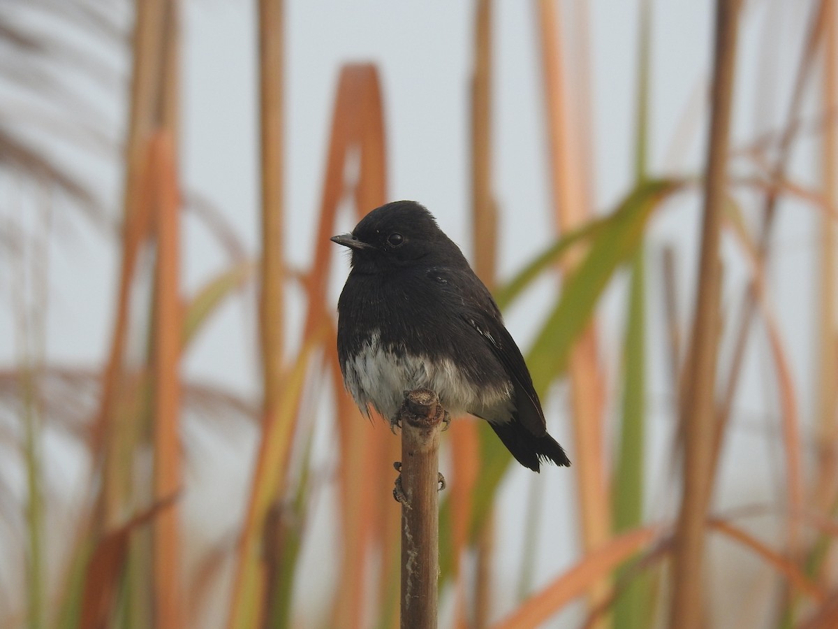 Tarabilla Pía - ML646905547