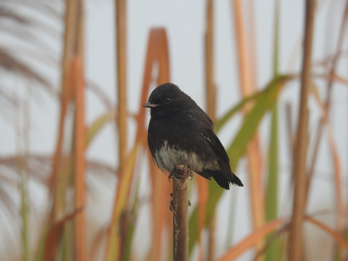 Tarabilla Pía - ML646905548