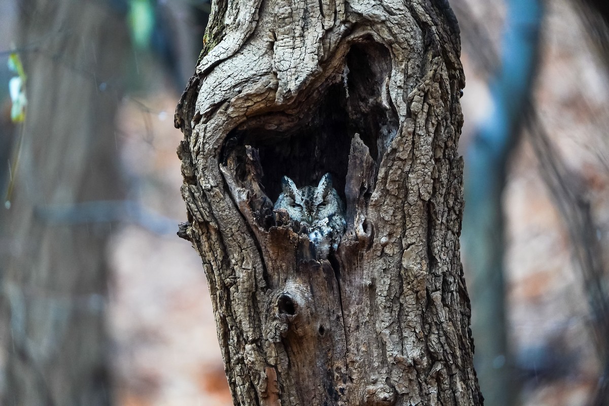 Autillo Japonés - ML646905549