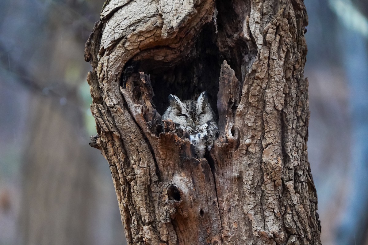 Autillo Japonés - ML646905550