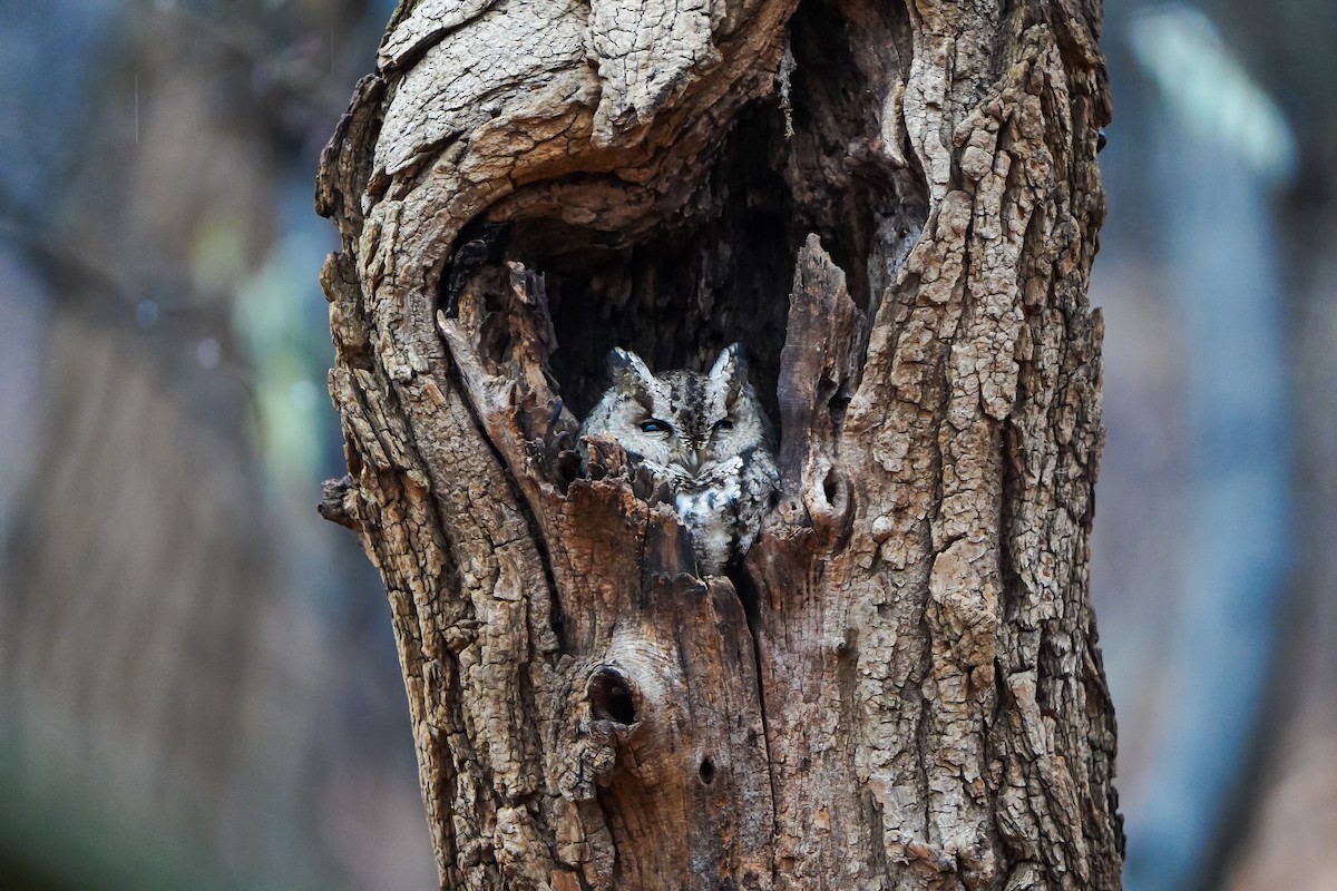 Ошейниковая совка - ML646905551