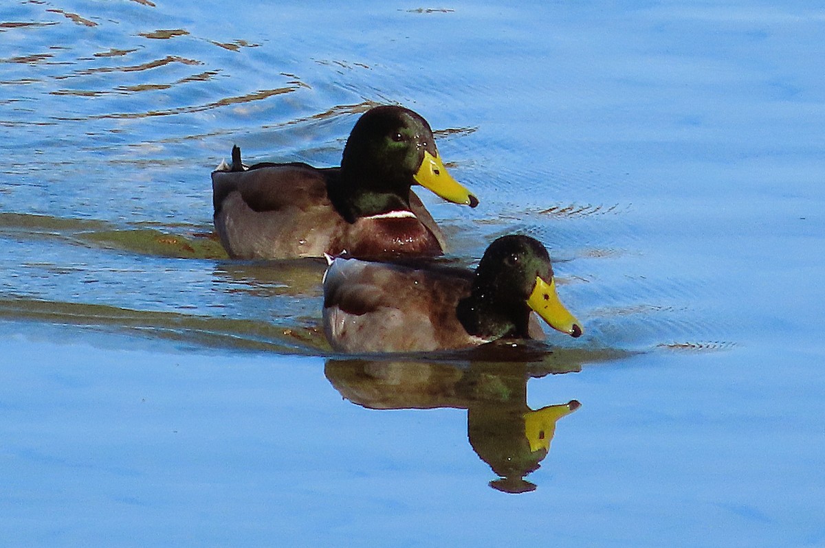 Ánade Azulón - ML646905552