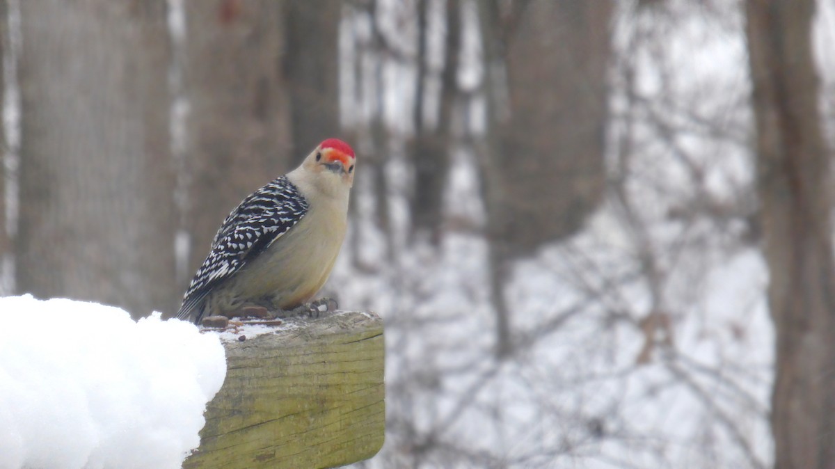Carpintero de Carolina - ML646905553