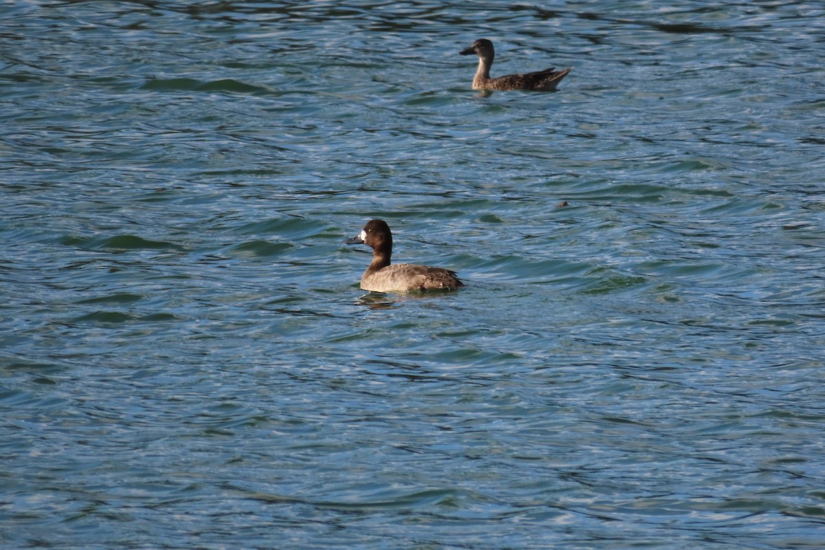 Porrón Bola - ML646905554