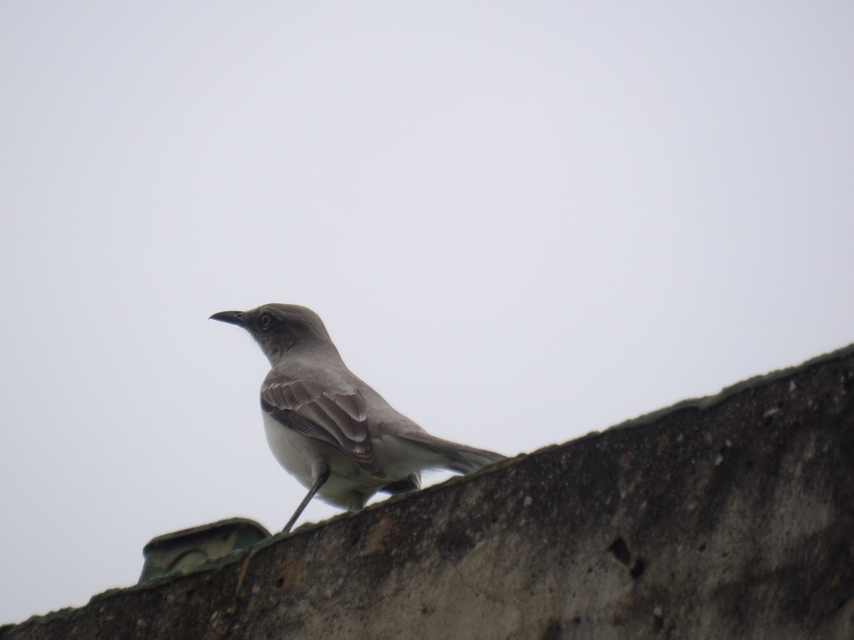 Sinsonte Tropical (Sureño) - ML646905555