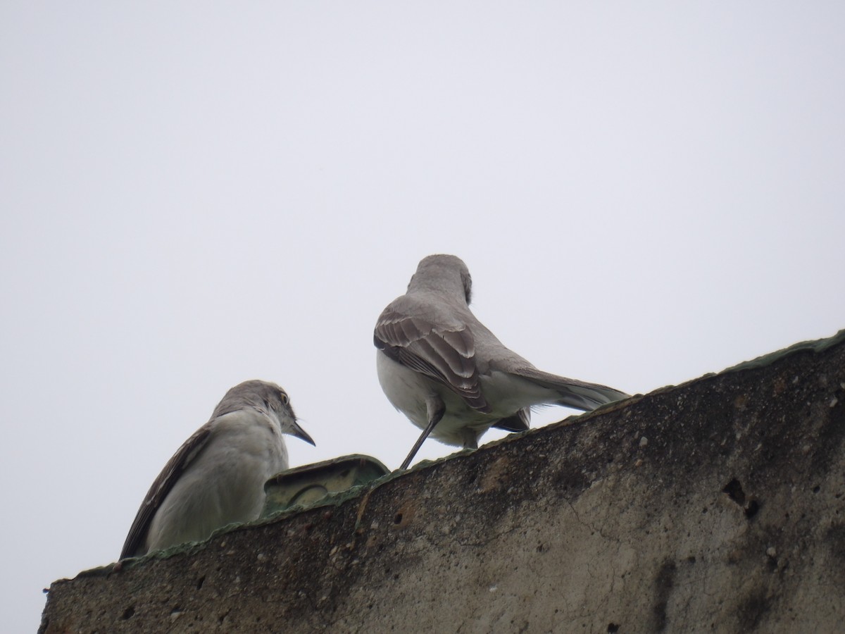 Sinsonte Tropical (Sureño) - ML646905558