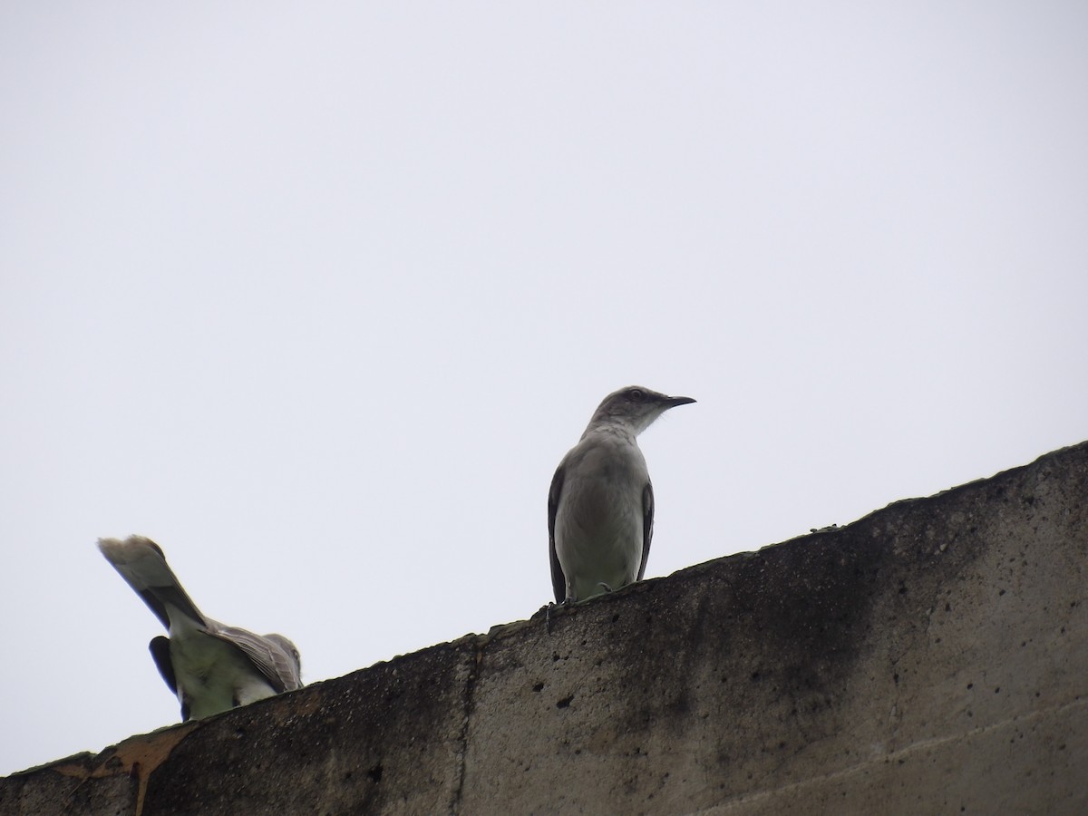 Sinsonte Tropical (Sureño) - ML646905559