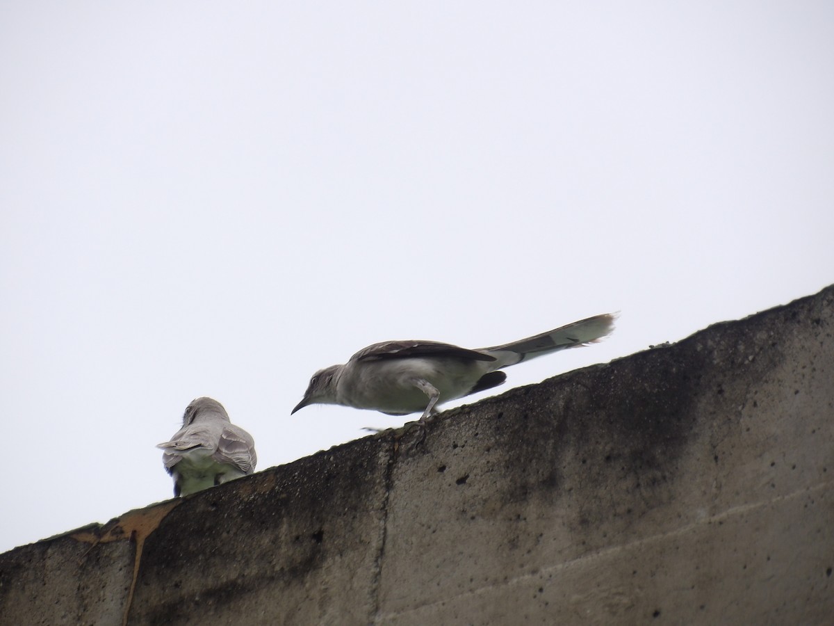 Sinsonte Tropical (Sureño) - ML646905560