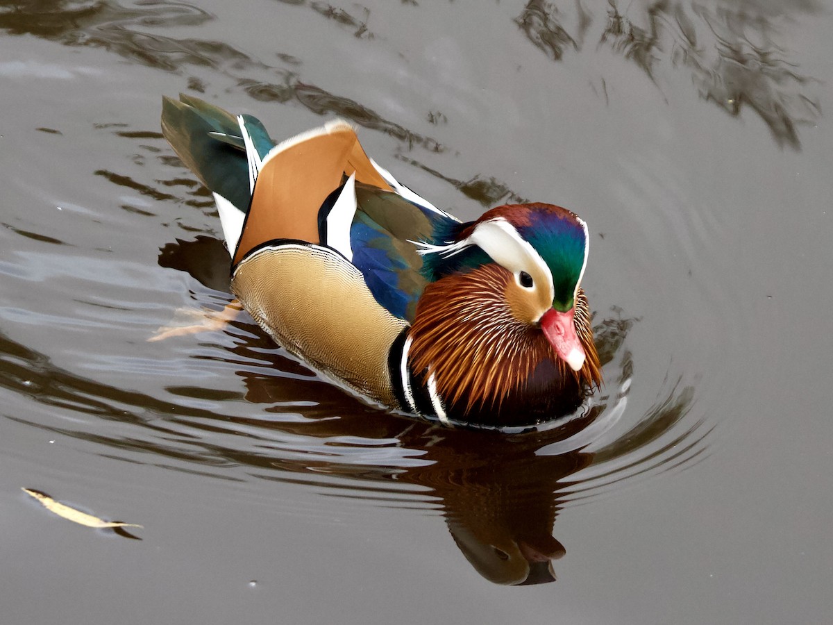 Pato Mandarín - ML646905562