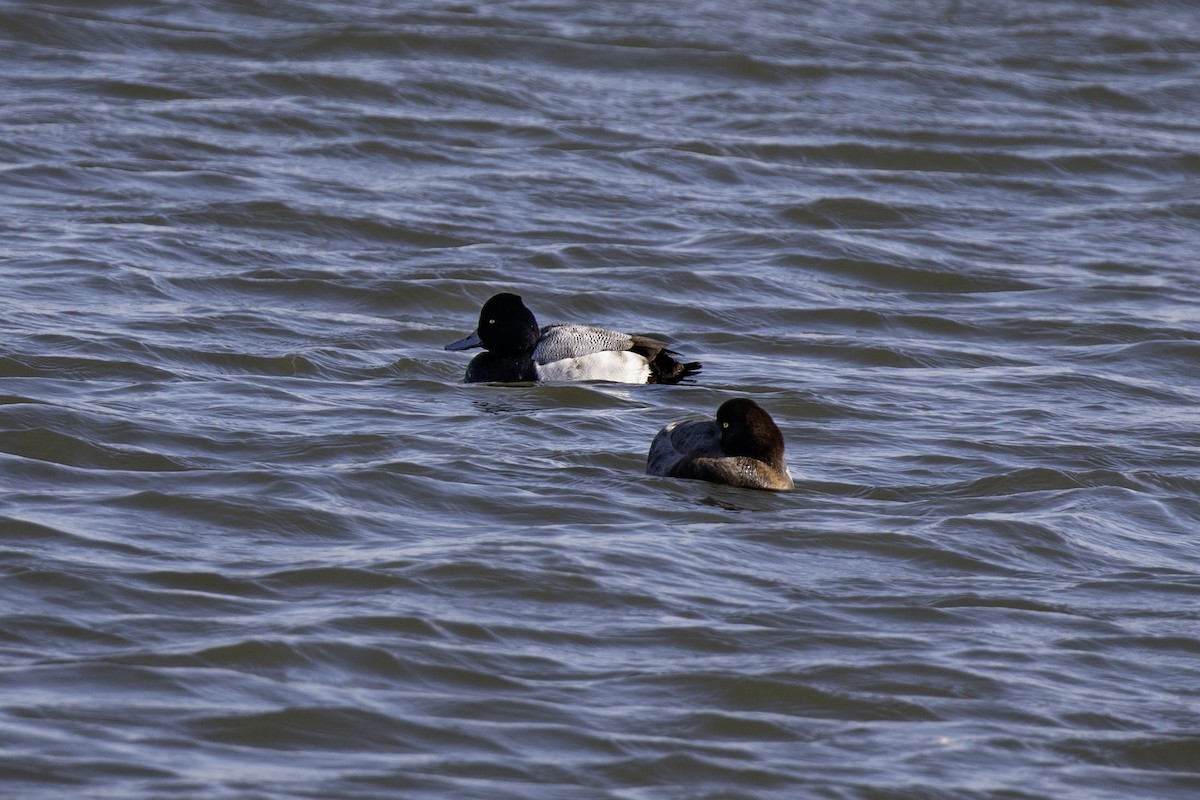 Porrón Bola - ML646905563