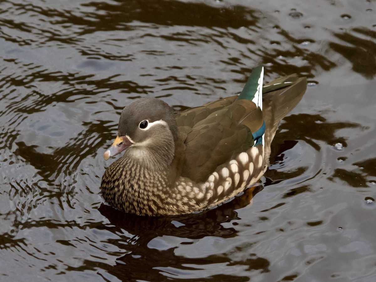 Pato Mandarín - ML646905564