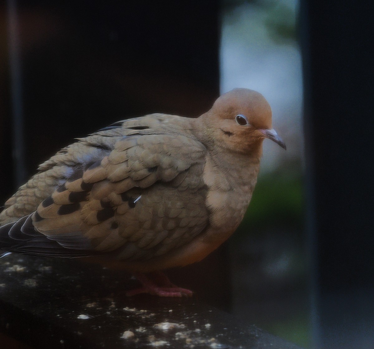 Zenaida Huilota - ML646905565