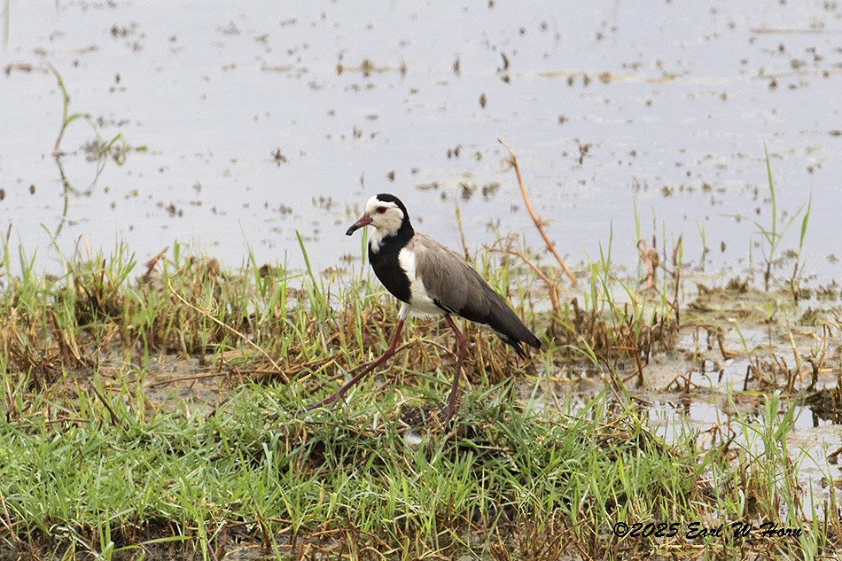 Avefría Palustre - ML646905566