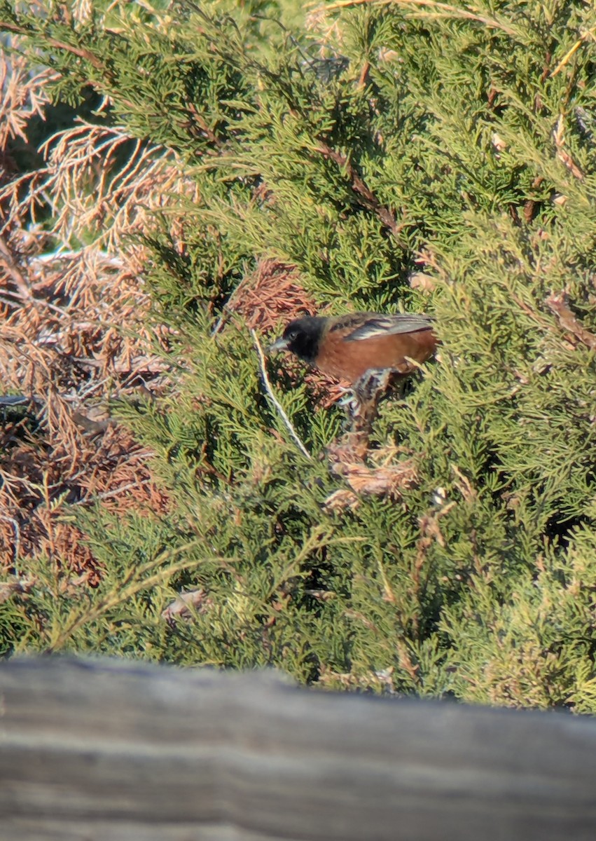 Трупіал садовий - ML646905571