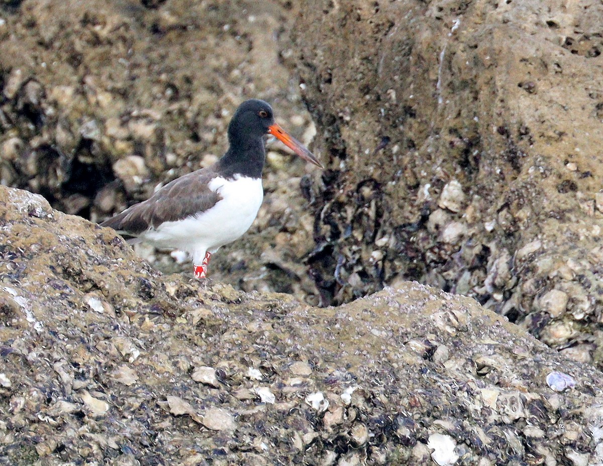 American Oystercatcher - ML646905572