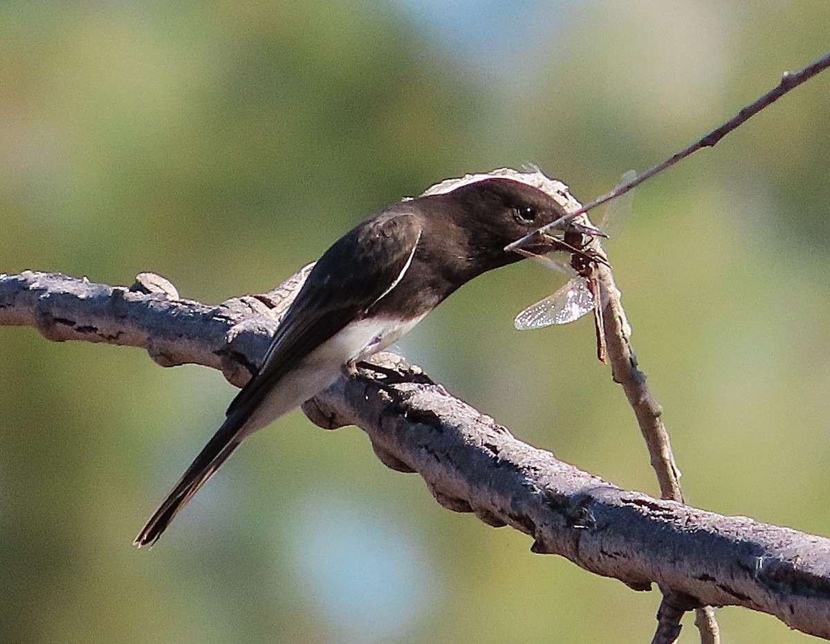 Black Phoebe - ML646905579