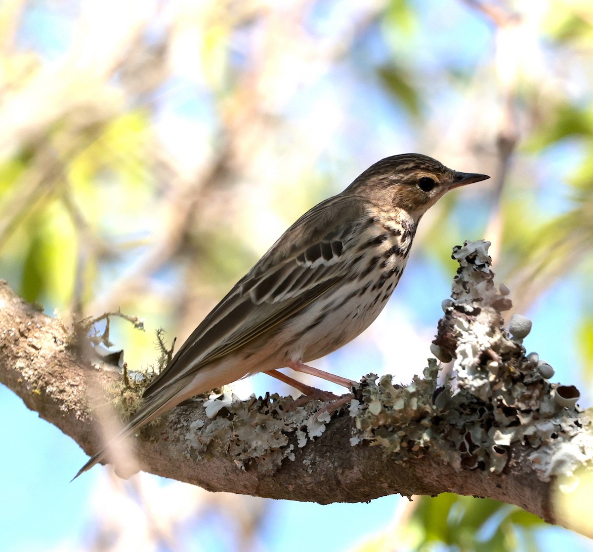 trepiplerke - ML646905580