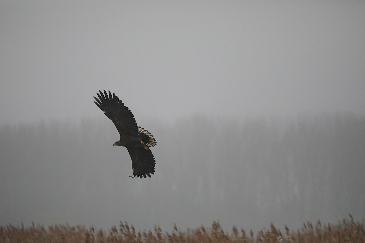 Орлан-белохвост - ML646905587