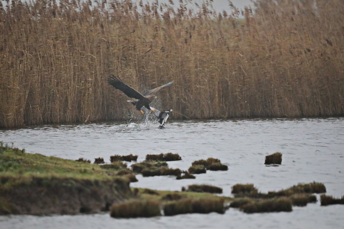 白尾海鵰 - ML646905588