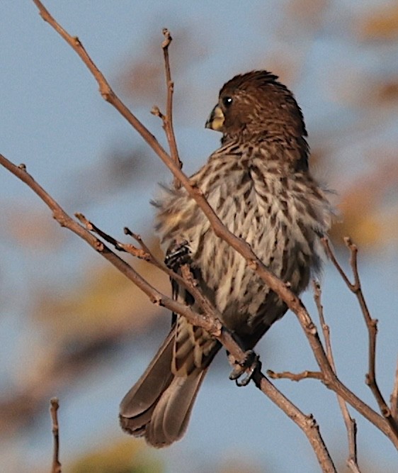 tykknebbvever - ML646905592