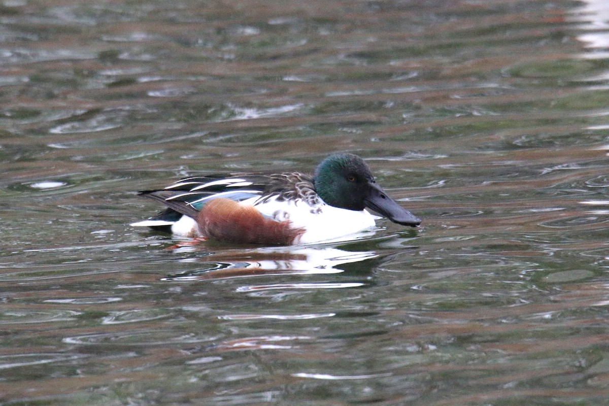 Northern Shoveler - ML646905594