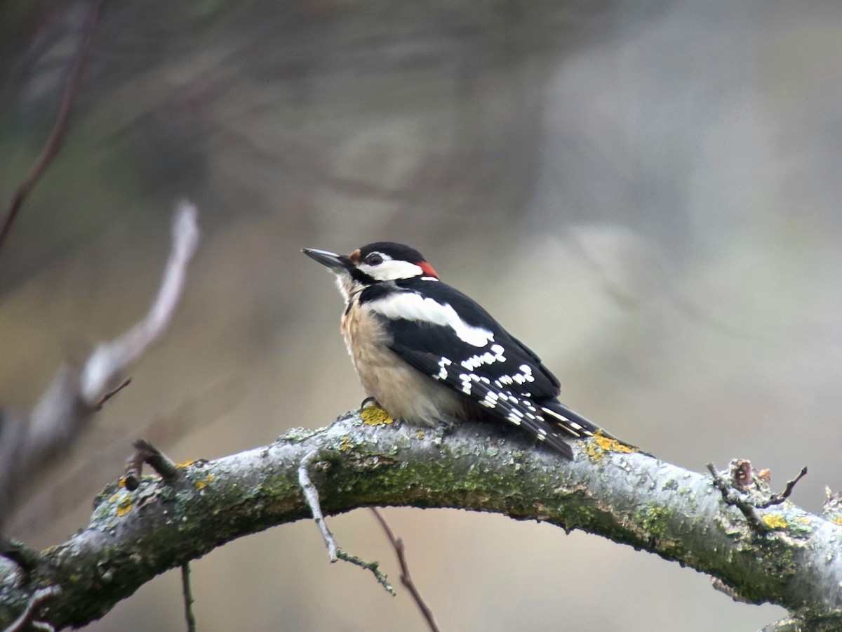 Picchio rosso maggiore - ML646905598